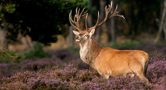 Faunabeheereenheid Gelderland > DIERSOORTEN > gelderland dieren > edelhert