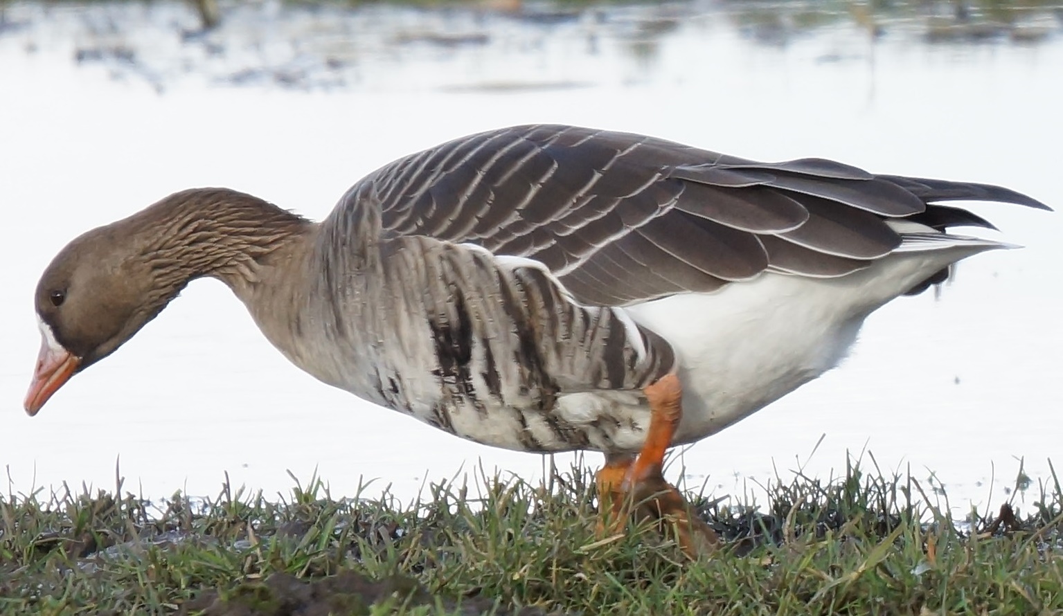 Colgans Faunabeheereenheid Zeeland > DIERSOORTEN > dieren Zeeland > kolgans