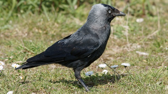 Ciro marge noot Faunabeheereenheid Zeeland > DIERSOORTEN > dieren Zeeland > kauw